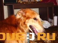 «*******************»