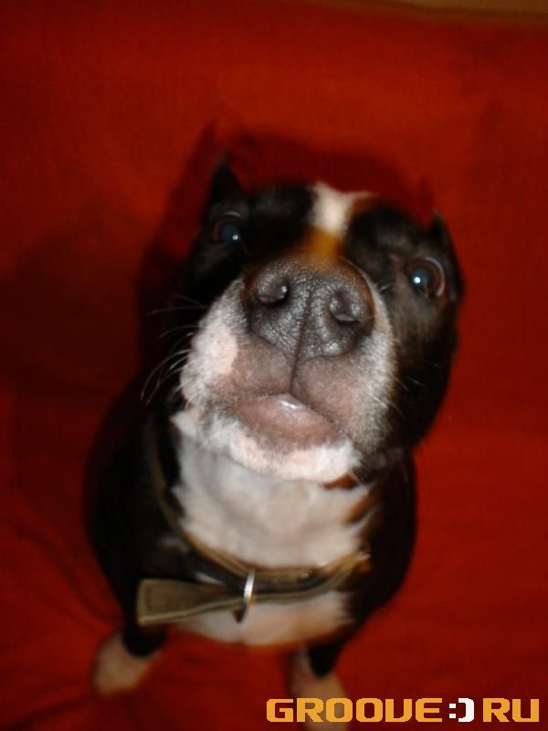 «Ispolnilsia godik»