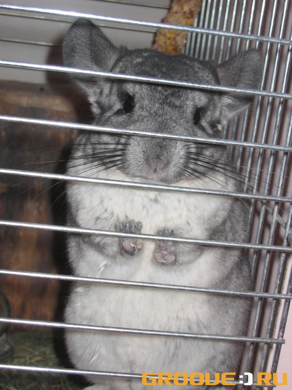 «Siju za reshotkoi v temnitze...»