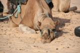 photos/2006-08/TN_camel1.jpg