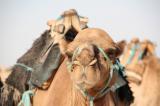 photos/2006-08/TN_camel2.jpg