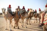 photos/2006-08/TN_camel3.jpg