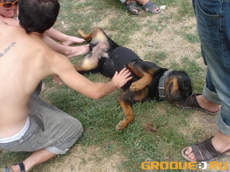 «Su4ku podoiti zabili»