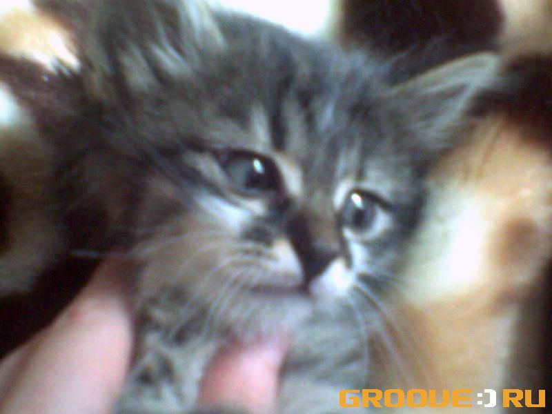 &laquo;�����&raquo;