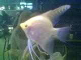 photos/2007-02/TN_Fish.jpg